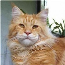 Thundercats Tin Pan Alley