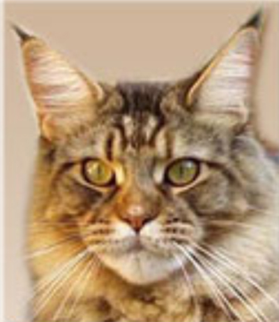 Langstteich's RR'Penny-Lane - maine-coon