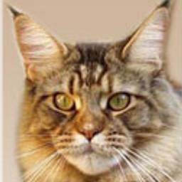 Langstteich's RR'Penny-Lane