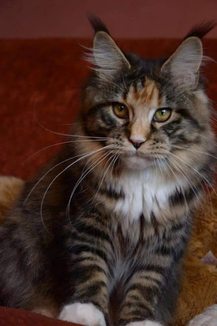 Dolce Vita Mercedes Coon - maine-coon