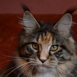 Dolce Vita Mercedes Coon