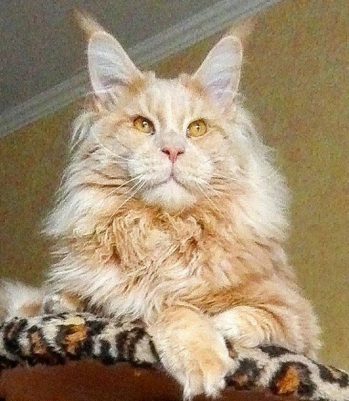 Family Stars Xalvador - maine-coon
