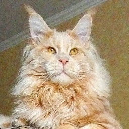 Family Stars Xalvador