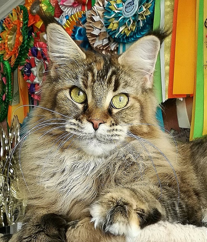 Family Stars Yesil - Adult maine-coon 1 year 8 months