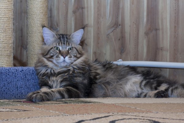 Russi Mystic Grizzly - мейн-кун