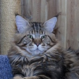 Russi Mystic Grizzly