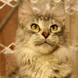 SnzCoon Simone - мейн-кун