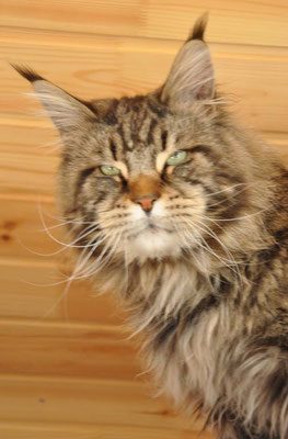 Pillowtalk's Da Masco - maine-coon