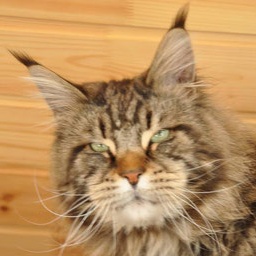 Pillowtalk's Da Masco