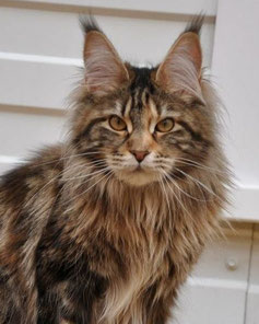 Pillowtalk's Toosexy - maine-coon