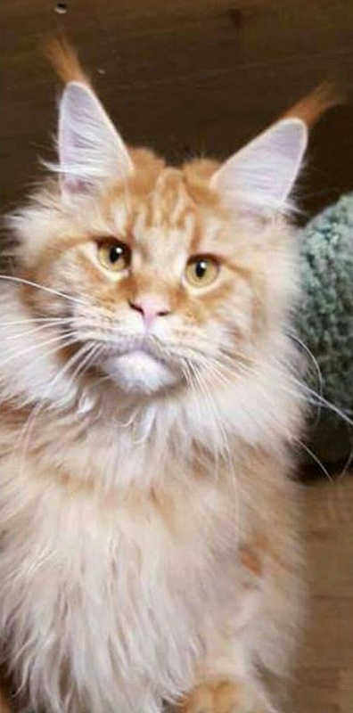 Rubin Largowinch - maine-coon
