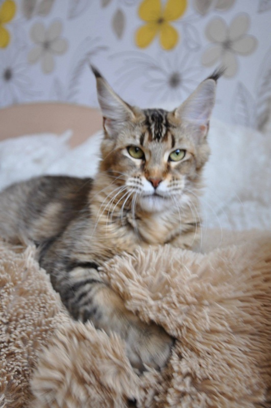 Tassel Magic Felicia - maine-coon