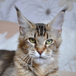 Tassel Magic Felicia