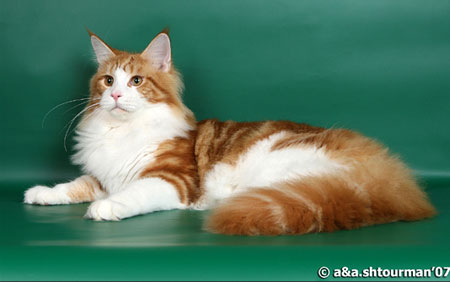 Norsycat Simon - maine-coon
