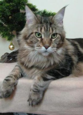 Russi Mystic Charles's Wain - maine-coon