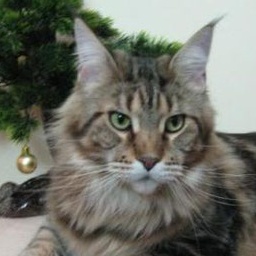 Russi Mystic Charles's Wain