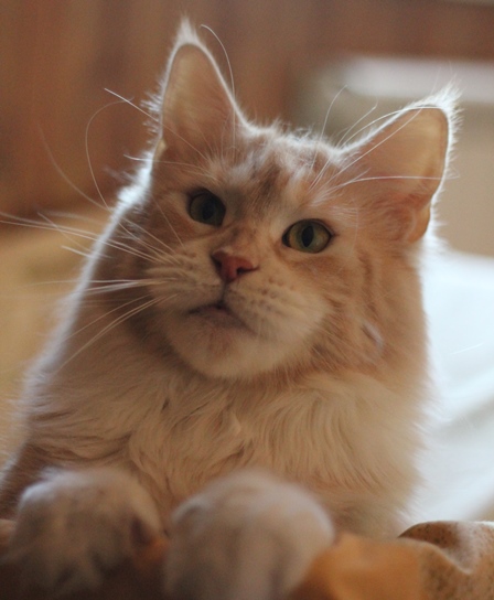 SnzCoon Dulsineya - Дорослий мейн-кун 3 роки 10 місяців 3,5 тижні