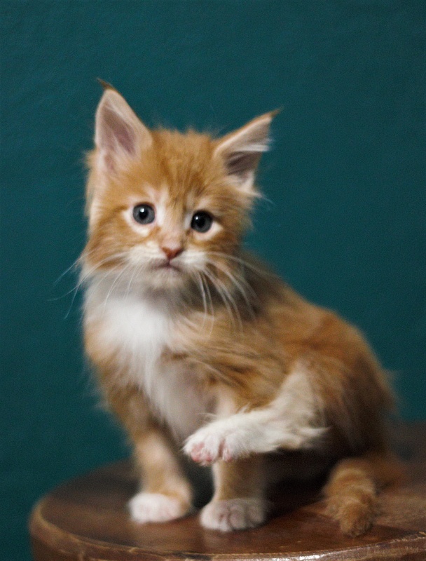 Monterini Tank - Кошеня мейн-кун 2 місяця