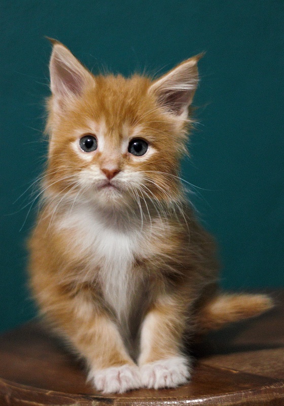 Monterini Tank - Кошеня мейн-кун 2 місяця