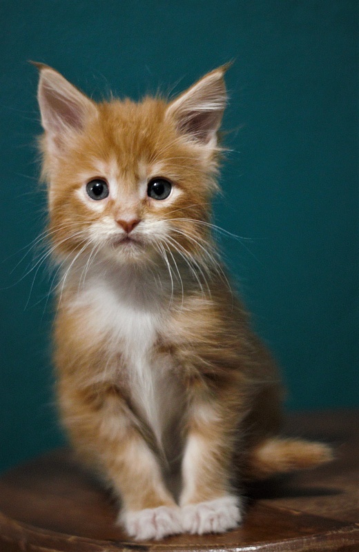 Monterini Tank - Кошеня мейн-кун 2 місяця