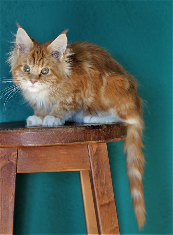 Monterini Tank - Кошеня мейн-кун 3 місяця 3,5 тижні