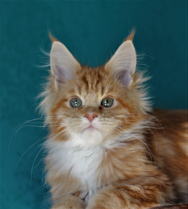 Monterini Tank - Кошеня мейн-кун 3 місяця 3,5 тижні