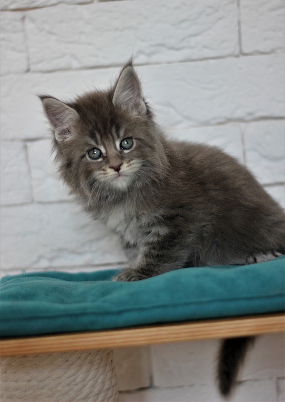 U be soft Monterini - Kitten maine-coon 1 month 1 week