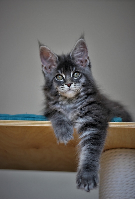 U be soft Monterini - Kitten maine-coon 2 months 3 weeks