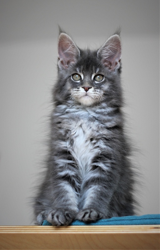 U be soft Monterini - Kitten maine-coon 2 months 3 weeks