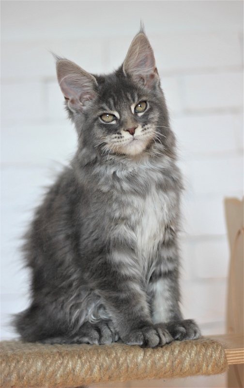 U be soft Monterini - Kitten maine-coon 3 months 0.5 weeks