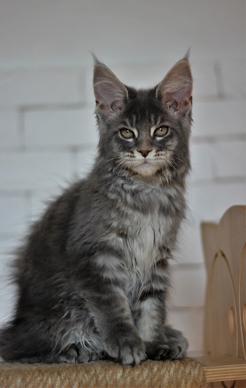 U be soft Monterini - Kitten maine-coon 3 months 0.5 weeks