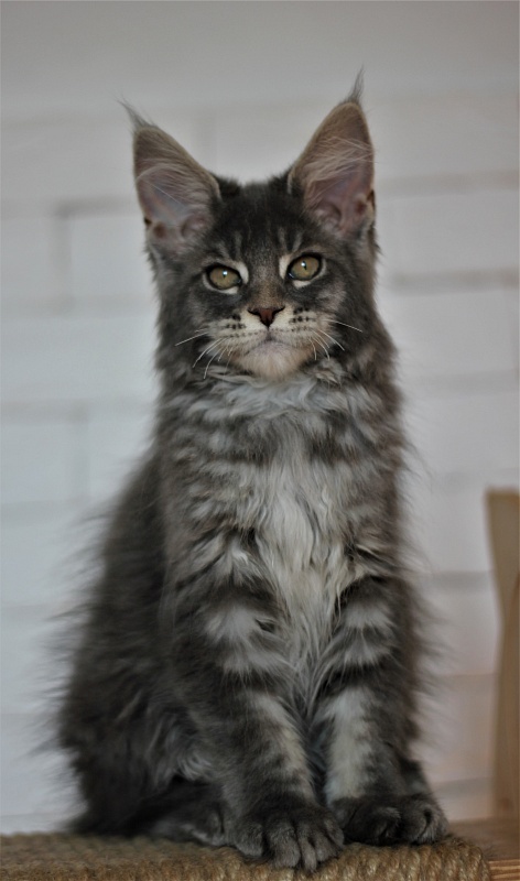 U be soft Monterini - Kitten maine-coon 3 months 0.5 weeks