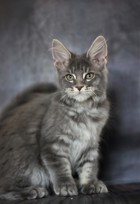 U be soft Monterini - Kitten maine-coon 3 months 1.5 week