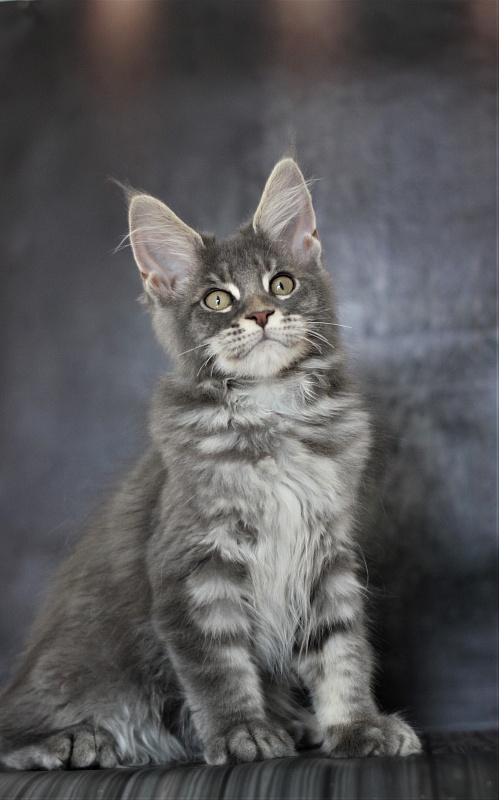 U be soft Monterini - Kitten maine-coon 3 months 1.5 week