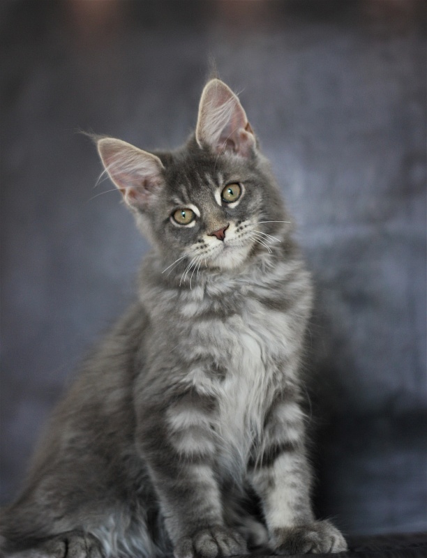 U be soft Monterini - Kitten maine-coon 3 months 1.5 week