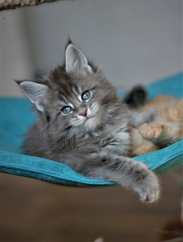 U be soft Monterini - Kitten maine-coon 1 month 1 week