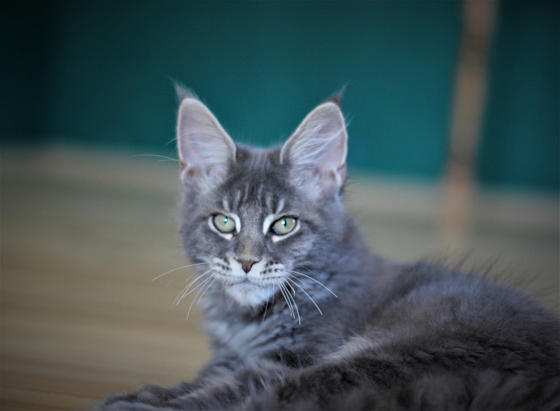 U be soft Monterini - Kitten maine-coon 4 months