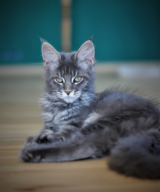 U be soft Monterini - Kitten maine-coon 4 months