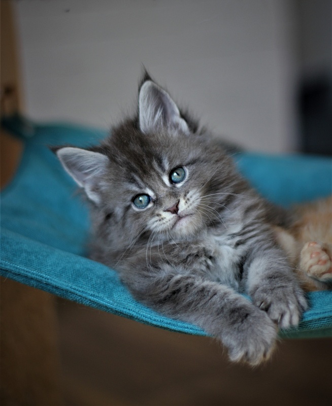 U be soft Monterini - Kitten maine-coon 1 month 1 week