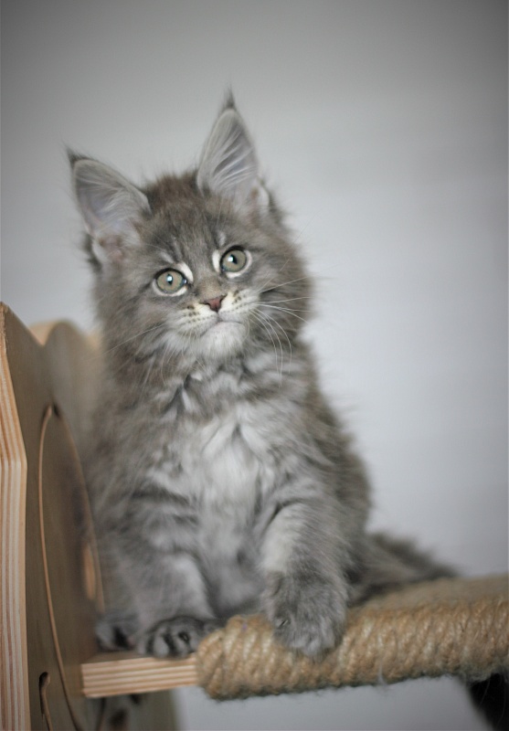 U be soft Monterini - Kitten maine-coon 1 month 4 weeks