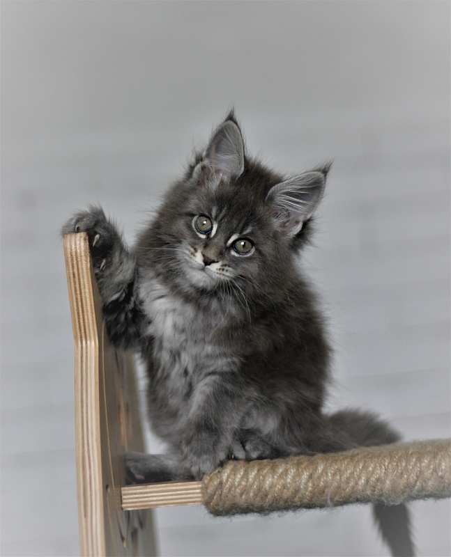 U be soft Monterini - Kitten maine-coon 1 month 4 weeks