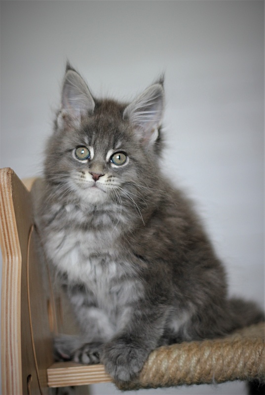 U be soft Monterini - Kitten maine-coon 1 month 4 weeks
