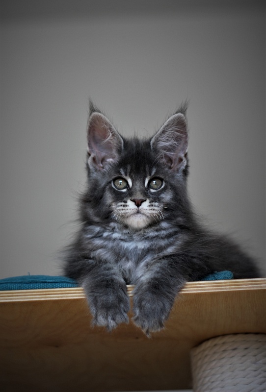 U be soft Monterini - Kitten maine-coon 2 months 3 weeks