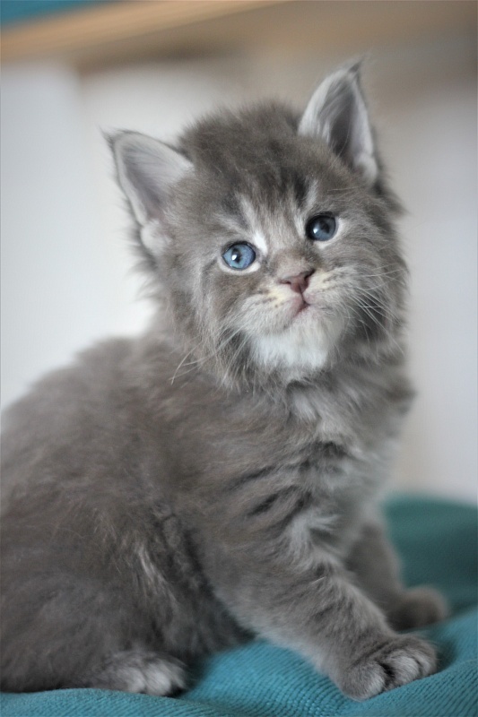 U be soft Monterini - Kitten maine-coon 3.5 weeks
