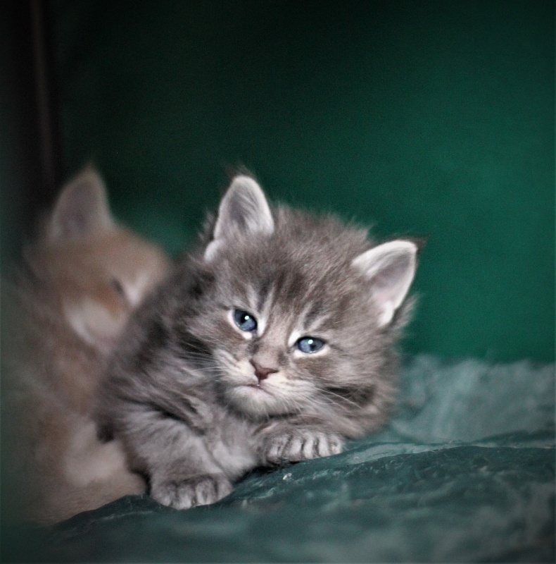 U be soft Monterini - Kitten maine-coon 3.5 weeks