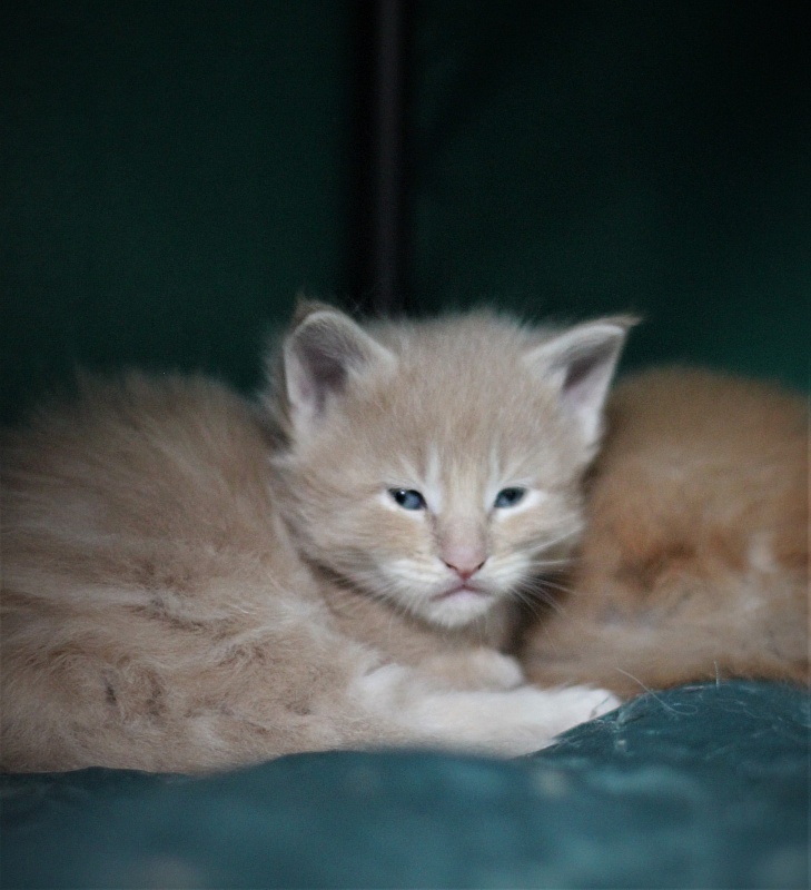 Uray Monterini - Kitten maine-coon 3.5 weeks