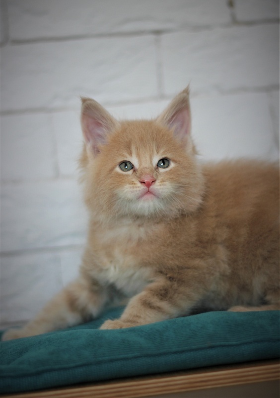 Uray Monterini - Kitten maine-coon 1 month 1 week