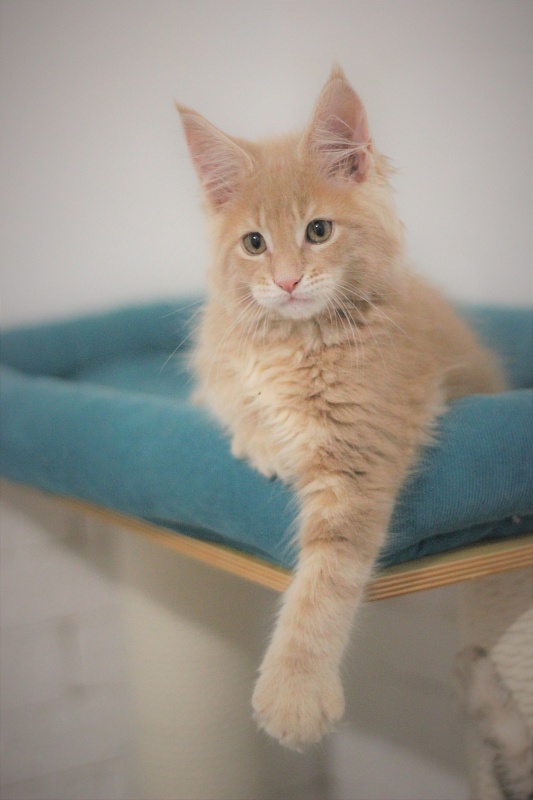 Uray Monterini - Kitten maine-coon 2 months 2 weeks