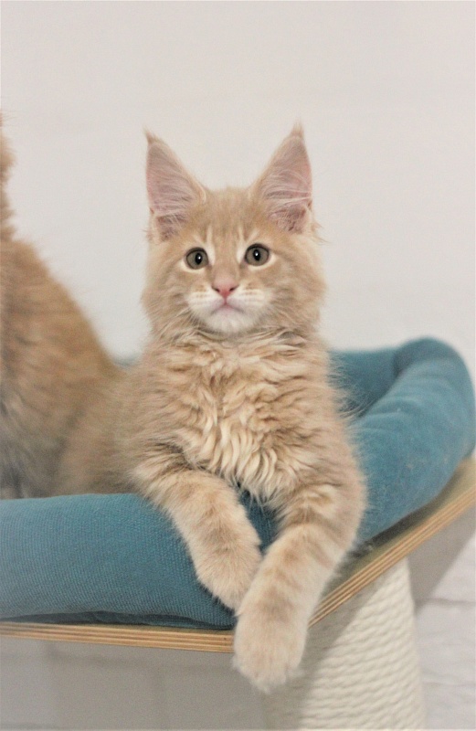 Uray Monterini - Kitten maine-coon 2 months 2 weeks