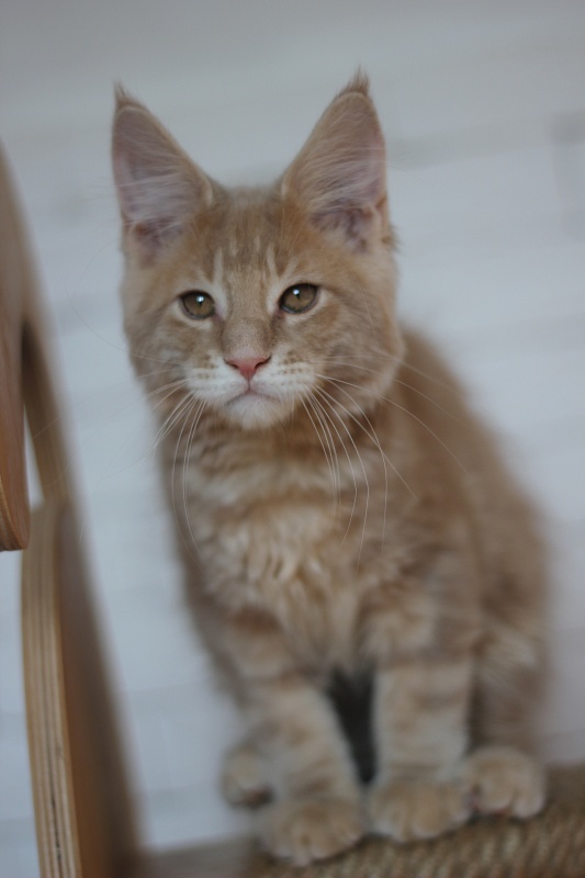 Uray Monterini - Kitten maine-coon 3 months 0.5 weeks